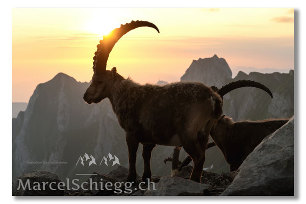 Steinbock/Alpstein Art.-Nr. MZ7-0863