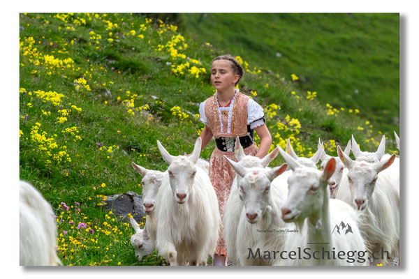 Marcel Schiegg Fotografie, Seealp, Alpstein, Ziegen, Tradition, Brauchtum, Alpfahrt, Oeberefahre, Appenzell