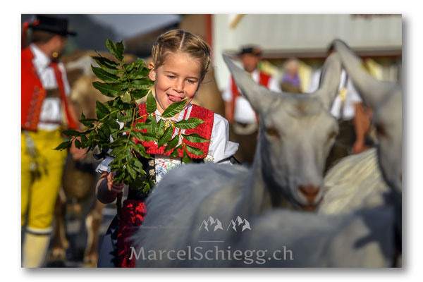 Vechschau/Viehschau Art.-Nr. MS5-6655-Oktober