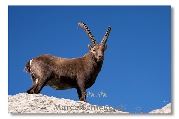 Steinbock/Alpstein Art.-Nr. MZ8-9826/25