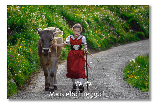 Marcel Schiegg Fotografie, Seealp, Alpstein, Tradition, Brauchtum, Alpfahrt, Oeberefahre, Appenzell, Braunvieh