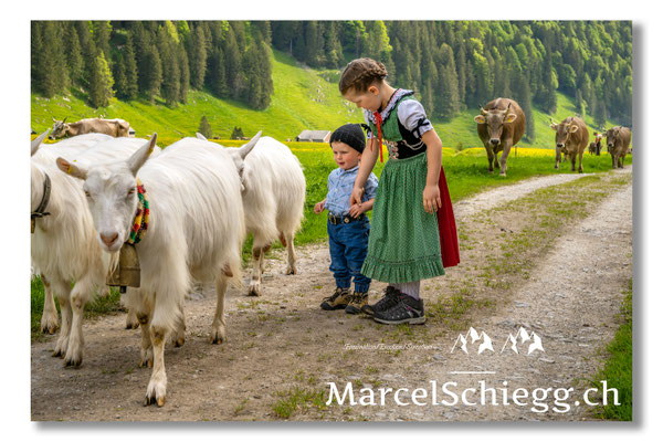 Marcel Schiegg Fotografie, Tradition, Brauchtum, Alpfahrt, Oeberefahre, Appenzell, Alpstein, Sämtis, Ziegen