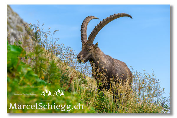 Steinbock/Alpstein Art.-Nr. MZ7-7820