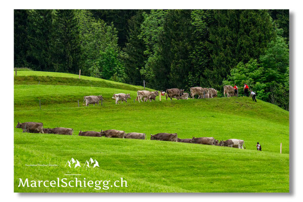 Marcel Schiegg Fotografie, Tradition, Brauchtum, Alpfahrt, Oeberefahre, Appenzell, Appenzellerland, Öberefahre