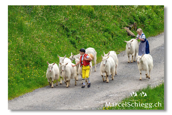 Marcel Schiegg Fotografie, Alpstein, Seealp, Tradition, Brauchtum, Alpfahrt, Oeberefahre, Appenzell, Ziegen