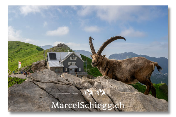 Steinbock/Alpstein/Rotsteinpass Art.-Nr. MZ8-4896/25