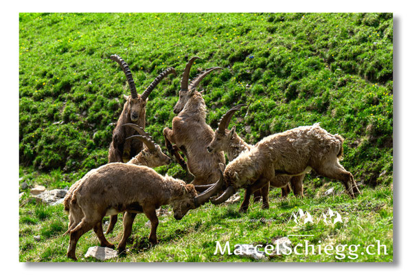 Marcel Schiegg, Marcel Schiegg Fotografie, Alpensteinbock, Steinbock, Wildtiere, Alpstein