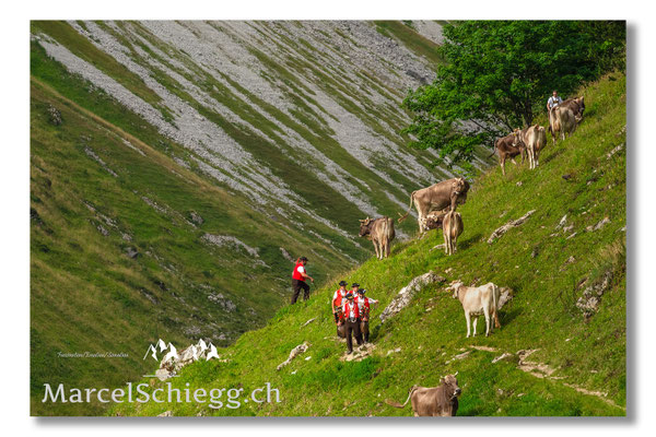 Marcel Schiegg Fotografie, Tradition, Brauchtum, Alpfahrt, Oeberefahre, Appenzell, Appenzellerland, Öberefahre, Alpstein