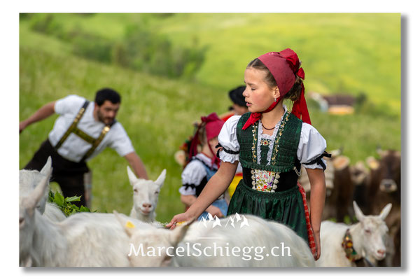 Marcel Schiegg Fotografie, Tradition, Brauchtum, Alpfahrt, Oeberefahre, Appenzell, Appenzellerland, Öberefahre, Alpstein