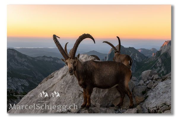 Steinbock/Alpstein Art.-Nr. MZ7-4556