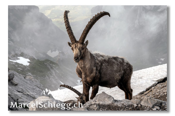Steinbock/Alpstein Art.-Nr. 21MZ7-9353