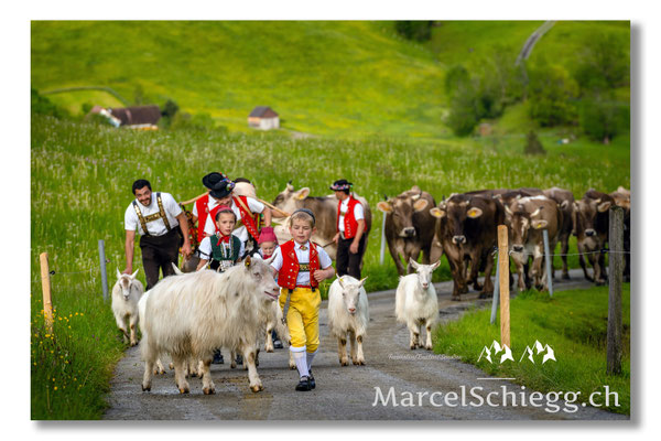 Marcel Schiegg Fotografie, Tradition, Brauchtum, Alpfahrt, Oeberefahre, Appenzell, Appenzellerland, Öberefahre, Alpstein