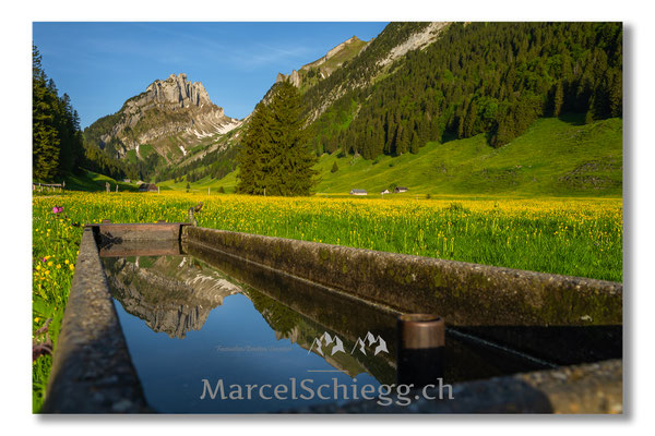 Plattenbödeli/Sämtisersee/Rheintaler Sämtis Art.-Nr. MZ7-2137