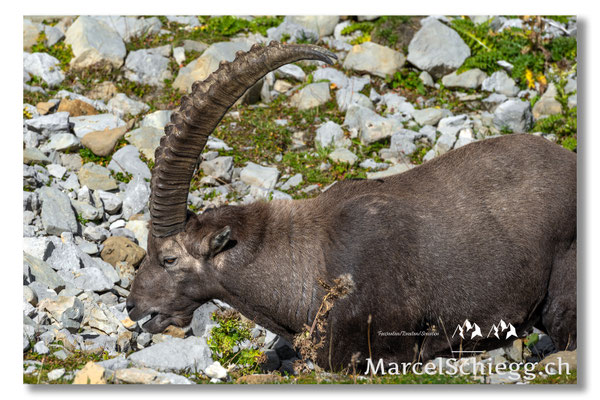 Steinbock/Alpstein Art.-Nr. MZ7-8730