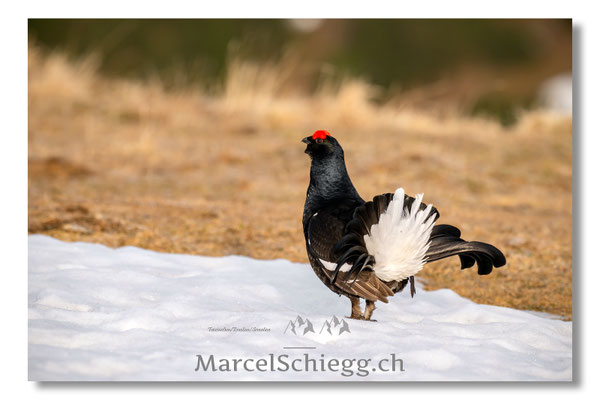 Marcel Schiegg, Marcel Schiegg Fotografie, Birkhuhn, Birkhuhnbalz, Balzplatz, Balzzeit, Wildtiere, Alpstein
