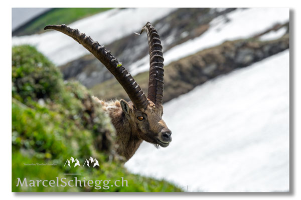 Steinbock/Alpstein Art.-Nr. MS5-0172