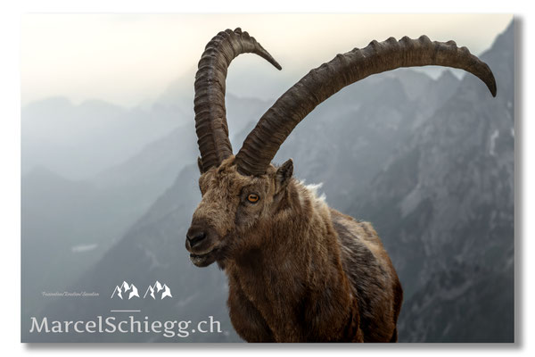 Marcel Schiegg, Marcel Schiegg Fotografie, Alpensteinbock, Steinbock, Wildtiere