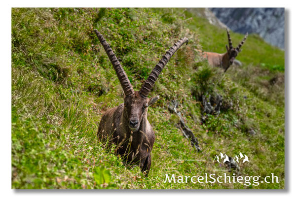 Steinbock/Alpstein Art.-Nr. MZ7-7805