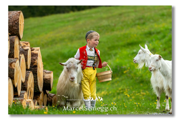 Marcel Schiegg Fotografie, Tradition, Brauchtum, Alpfahrt, Oeberefahre, Appenzell, Appenzellerland, Öberefahre, Alpstein, Ziegenbock