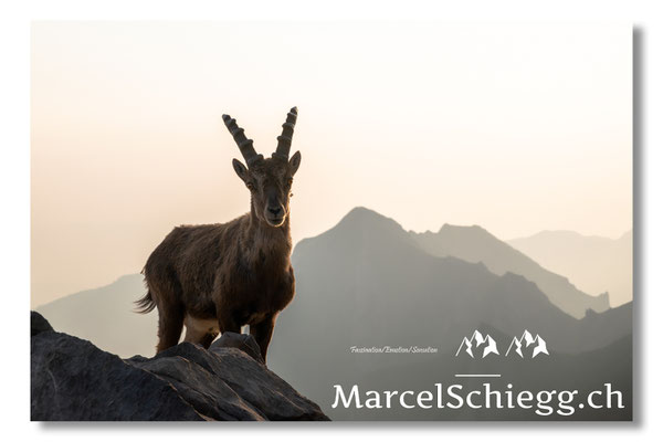 Steinbock/Alpstein Art.-Nr. MZ8-4468/25