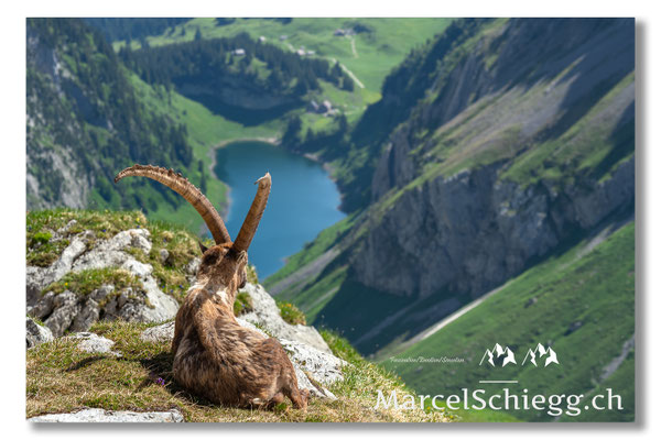 Steinbock/Alpstein Art.-Nr. MS5-5220