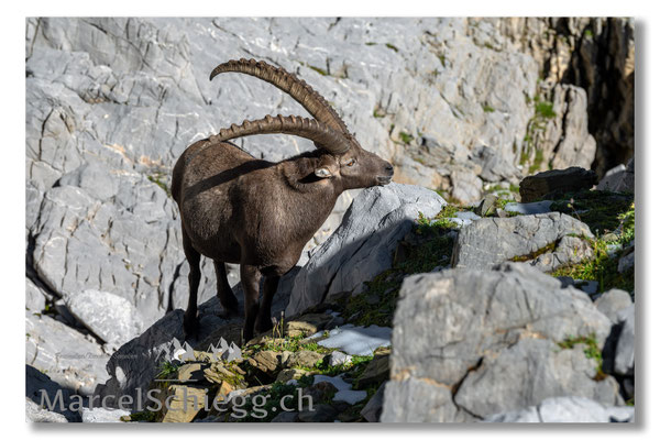 Steinbock/Alpstein Art.-Nr. MZ7-8029