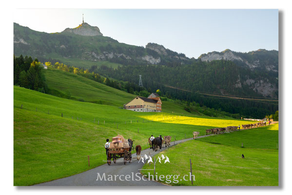 Marcel Schiegg Fotografie, Tradition, Brauchtum, Alpfahrt, Oeberefahre, Appenzell, Appenzellerland, Öberefahre, Lediwagen