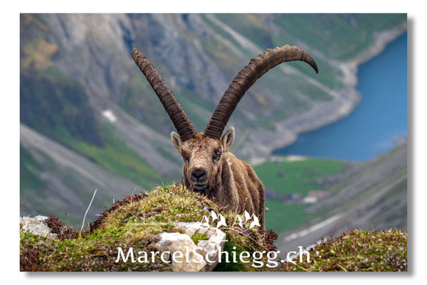 Marcel Schiegg, Marcel Schiegg Fotografie, Alpensteinbock, Steinbock, Wildtiere, Alpstein