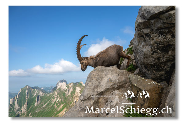 Marcel Schiegg, Marcel Schiegg Fotografie, Alpensteinbock, Steinbock, Wildtiere, Alpstein