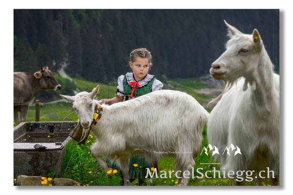 Marcel Schiegg Fotografie, Tradition, Brauchtum, Alpfahrt, Oeberefahre, Appenzell, Alpstein, Sämtis, Ziege