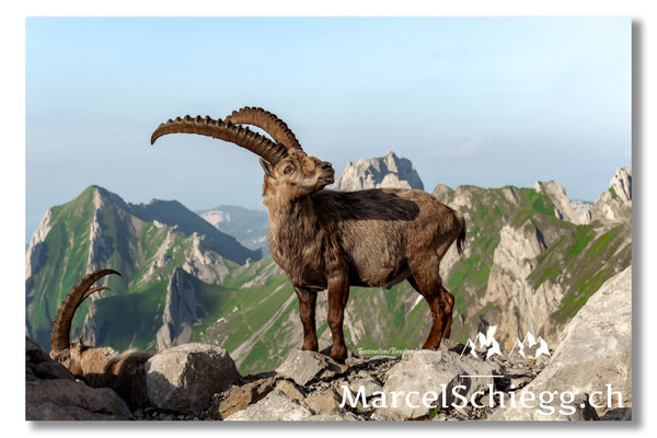 Steinbock/Alpstein Art.-Nr. MZ7-0577