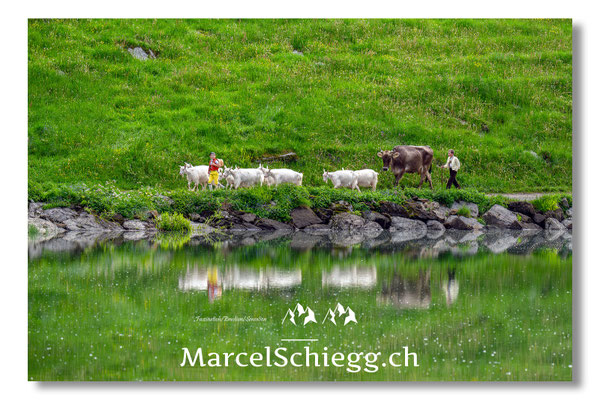 Öberefahre/Alpfahrt Art.-Nr. MZ8-3079/25