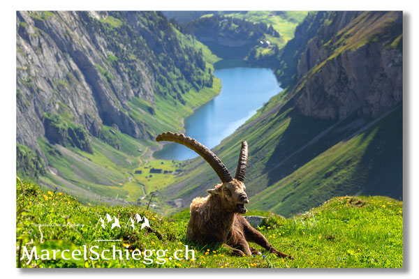 Marcel Schiegg, Marcel Schiegg Fotografie, Alpensteinbock, Steinbock, Wildtiere