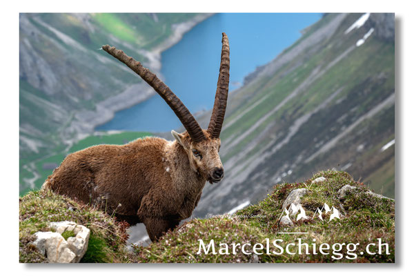 Steinbock/Alpstein Art.-Nr. MZ8-2379/25