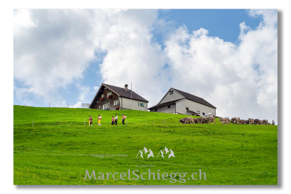 Marcel Schiegg Fotografie, Tradition, Brauchtum, Alpfahrt, Oeberefahre, Appenzell, Appenzellerland, Öberefahre, Alpstein