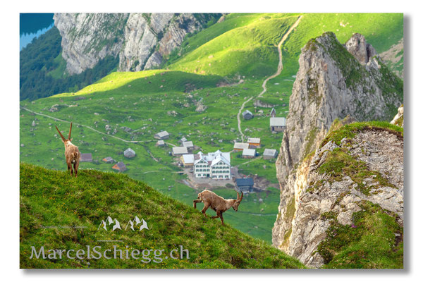 Steinbock/Alpstein Art.-Nr. MS5-3355