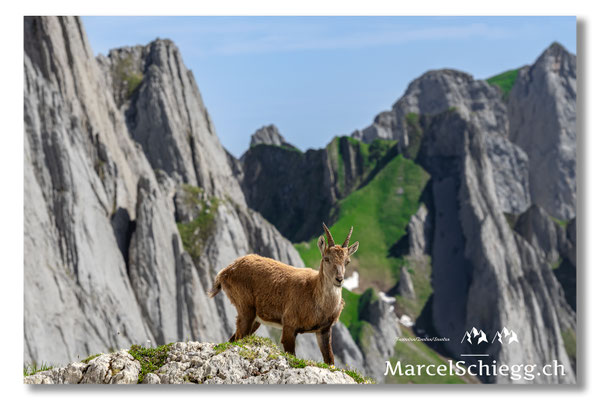 Steingeiss/Alpstein Art.-Nr. MS5-5176