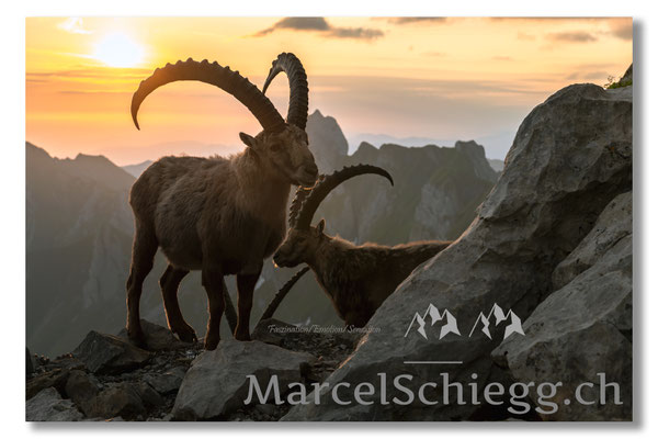 Steinbock/Alpstein Art.-Nr. MZ7-0884