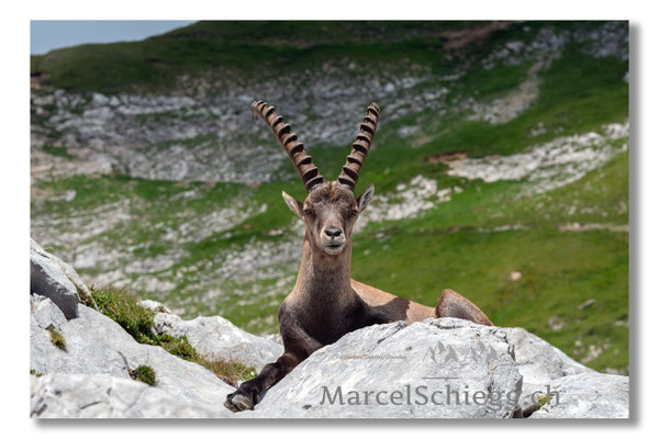 Steinbock/Alpstein Art.-Nr. MS5-3849