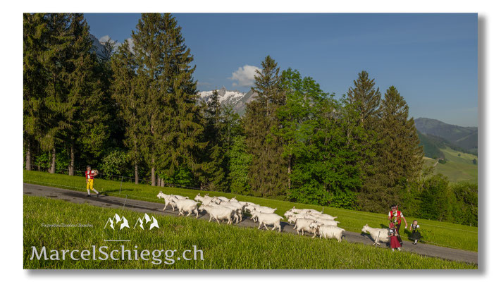 Marcel Schiegg Fotografie, Tradition, Brauchtum, Alpfahrt, Oeberefahre, Appenzell, Appenzellerland, Öberefahre, Alpstein