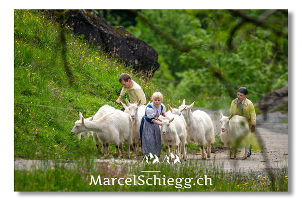 Marcel Schiegg Fotografie, Alpstein, Seealp, Tradition, Brauchtum, Alpfahrt, Oeberefahre, Appenzell, Ziegen
