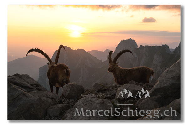 Steinbock/Alpstein Art.-Nr. MZ7-0807