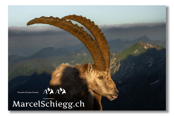 Steinbock/Alpstein Art.-Nr. MZ7-2797/22