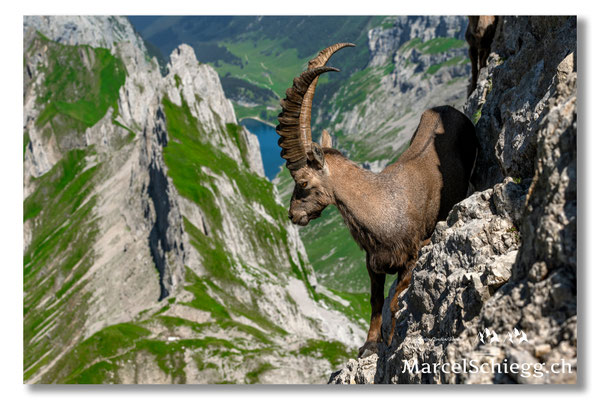 Steinbock/Alpstein Art.-Nr. MZ7-7374