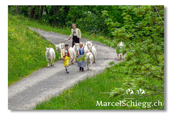Marcel Schiegg Fotografie, Alpstein, Seealp, Tradition, Brauchtum, Alpfahrt, Oeberefahre, Appenzell, Ziegen