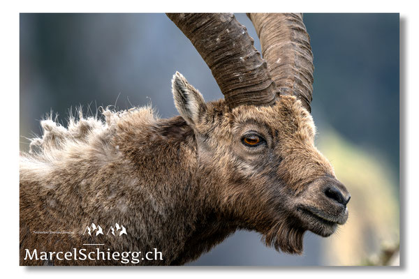 Steinbock/Nahaufnahme Art.-Nr. MZ8-2208/25