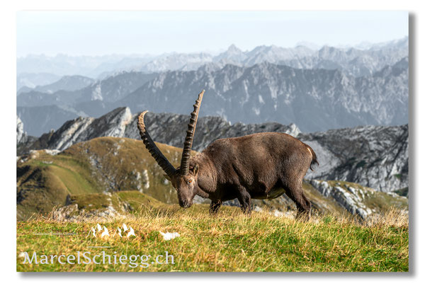 Steinbock/Alpstein Art.-Nr. MZ7-8766