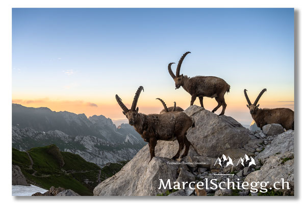 Steinbock/Alpstein Art.-Nr. MZ7-2694