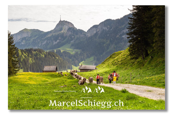 Marcel Schiegg Fotografie, Tradition, Brauchtum, Alpfahrt, Oeberefahre, Appenzell, Alpstein, Sämtis, Hoher Kasten