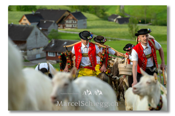 Marcel Schiegg Fotografie, Tradition, Brauchtum, Alpfahrt, Oeberefahre, Appenzell, Appenzellerland, Öberefahre, Alpstein